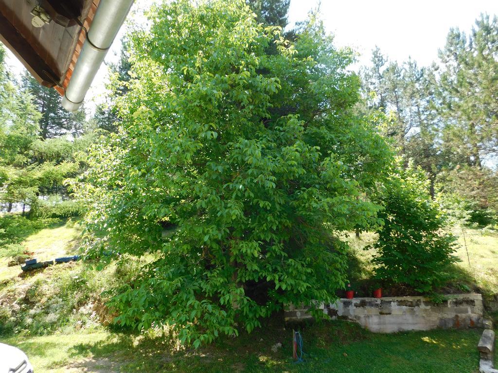Holiday Home Lana Saborsko Εξωτερικό φωτογραφία